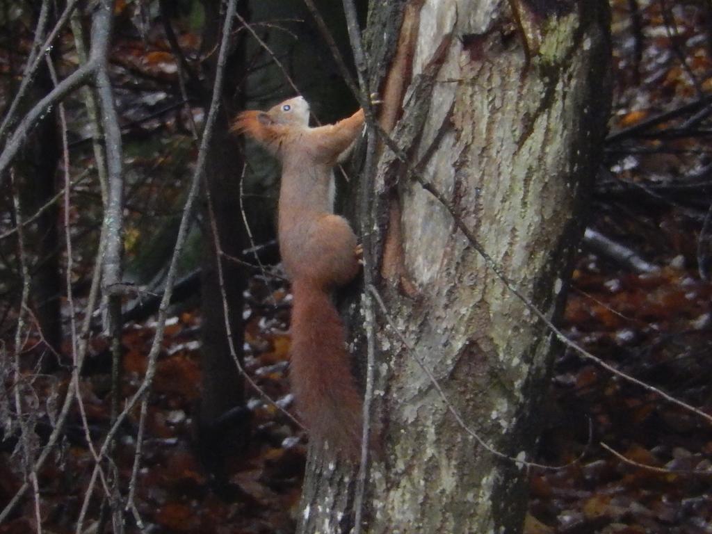 Haus Am Wald Leilighet Steindorf am Ossiacher See Eksteriør bilde